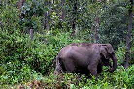 BJP-Congress politics in Karnataka, Kerala over man reportedly killed by elephant. Here's what happened