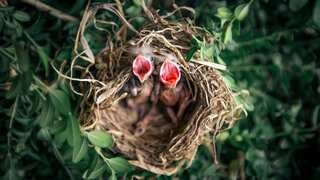 Researchers decode years of studies to find the optimal temperature for life. Find it out here