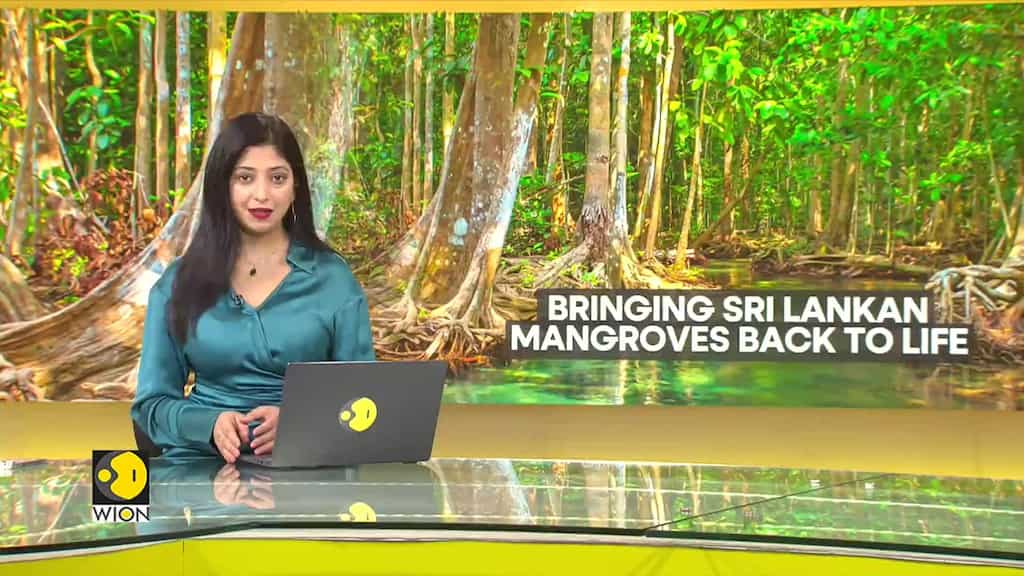 UNEP lauds Sri Lanka's mangrove regeneration initiative