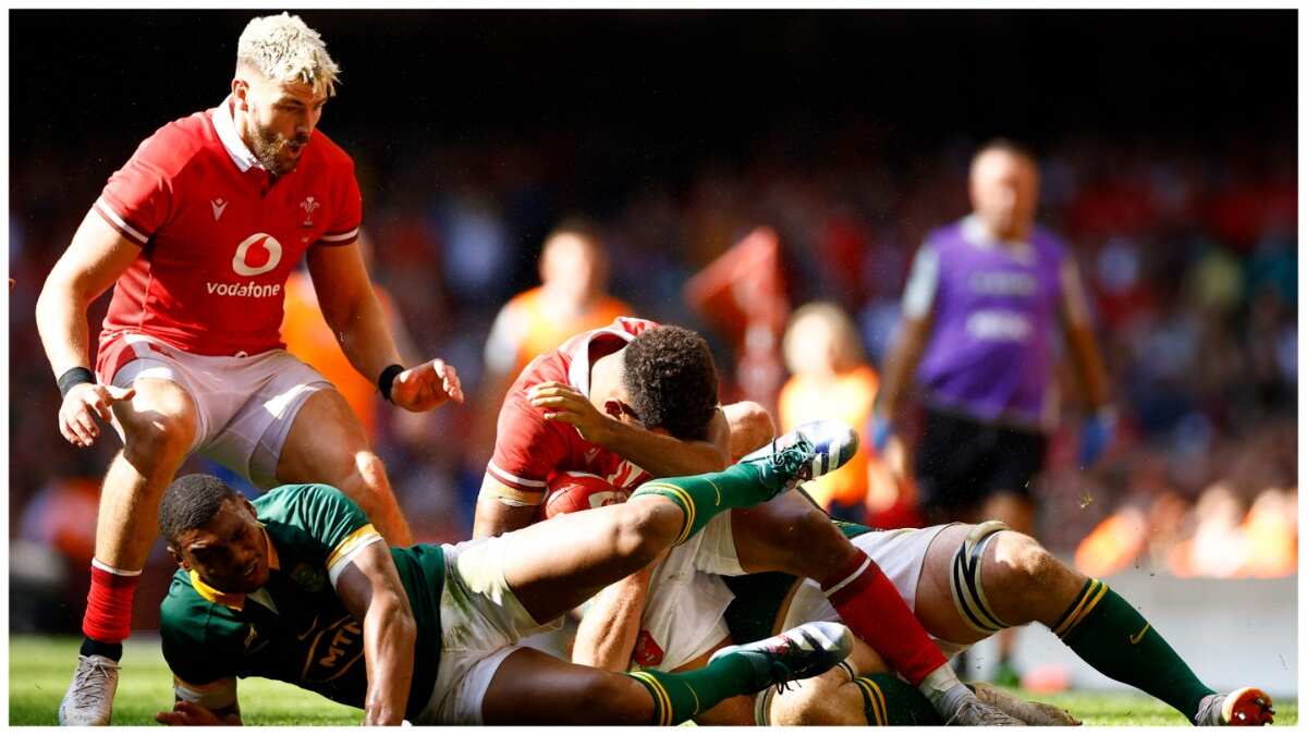 Rugby: Wales to play South Africa in June ahead of Australia tour Rugby: Wales to play South Africa in June ahead of Australia tour