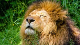 Lion kills zookeeper who took care of the animal since its birth nine years ago