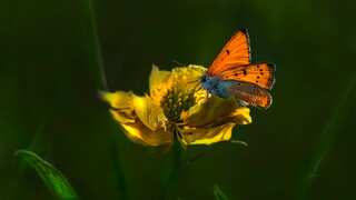 Mystery? Genetic material in butterflies, moths has not changed for over 250mn years