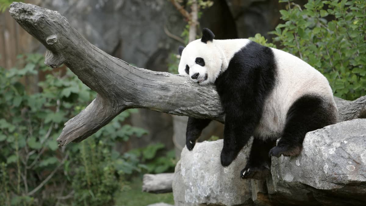 US-China panda diplomacy back on track as Beijing plans to send pandas to San Diego US-China panda diplomacy back on track as Beijing plans to send pandas to San Diego