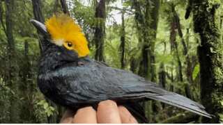 Elusive 'Lost Bird' unseen for 20 years, captured on Camera for the first time in Africa