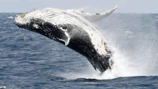 Whales are struggling to communicate due to human noise pollution, says study