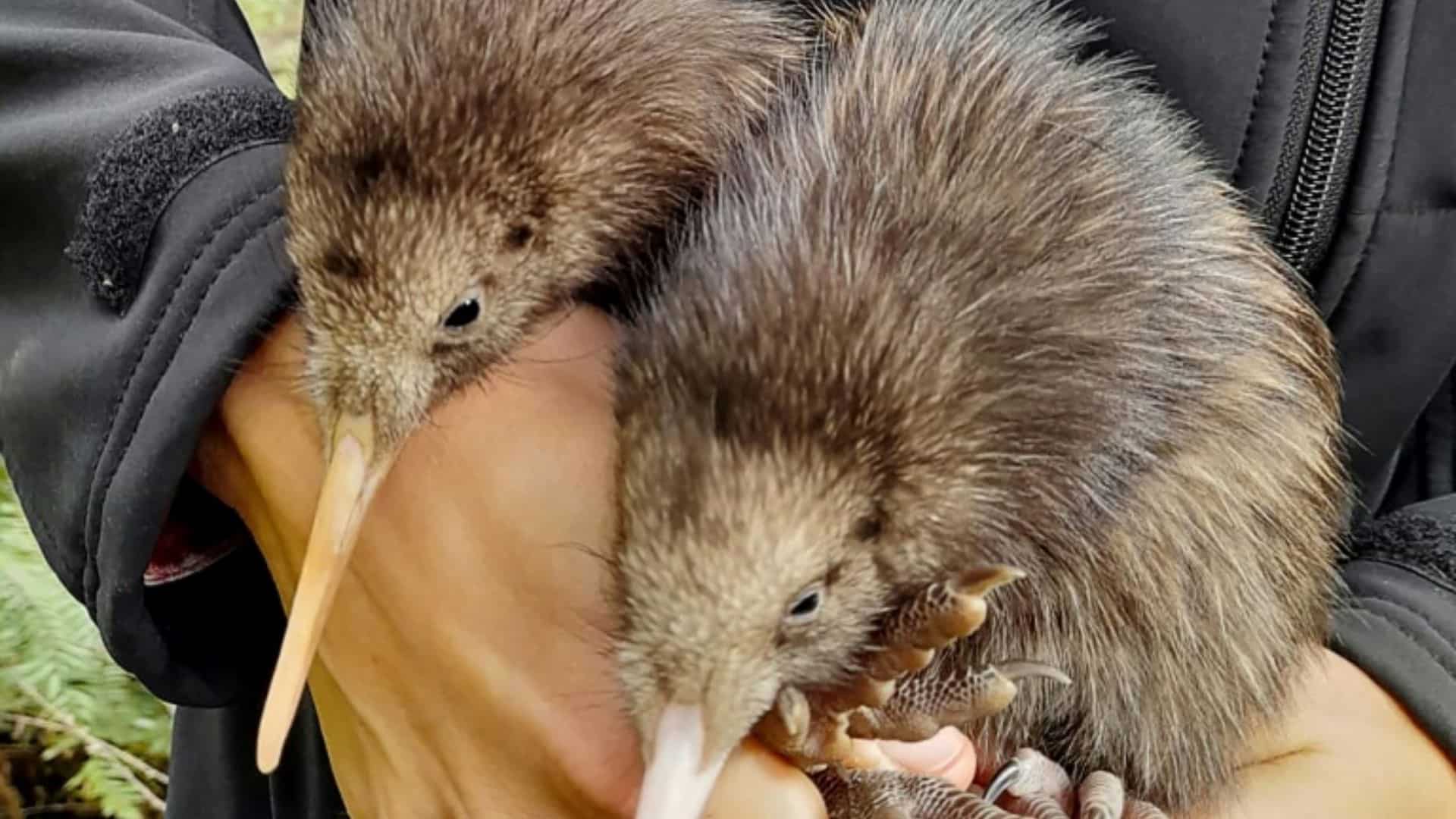 New Zealand gets its first 'kiwi hospital' to care for injured birds