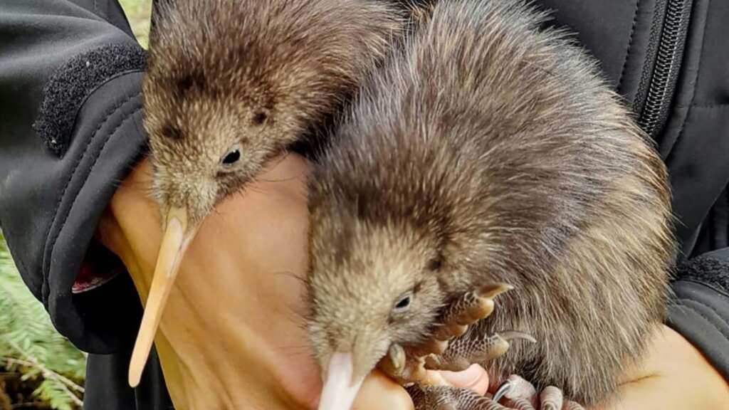 New Zealand gets its first 'kiwi hospital' to care for injured birds