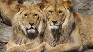 Indian court raps West Bengal govt over naming lions 'Akbar, Sita'