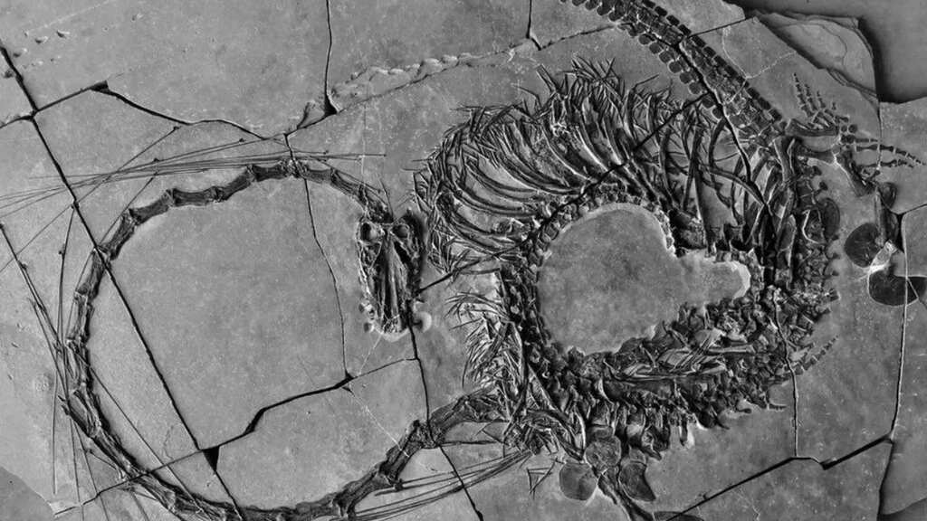 Scientists make stunning discovery of fossil belonging to 240 million-year-old 'dragon'