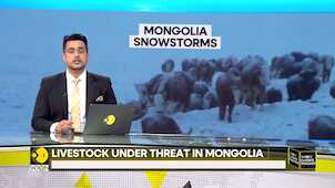 'Dzud' causes widespread hardship for Mongolian herders