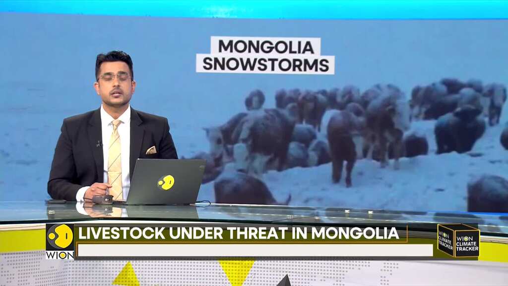 'Dzud' causes widespread hardship for Mongolian herders