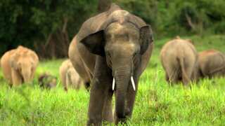 Bangladesh court bars adoption of Asian elephants from wild, activists hail move