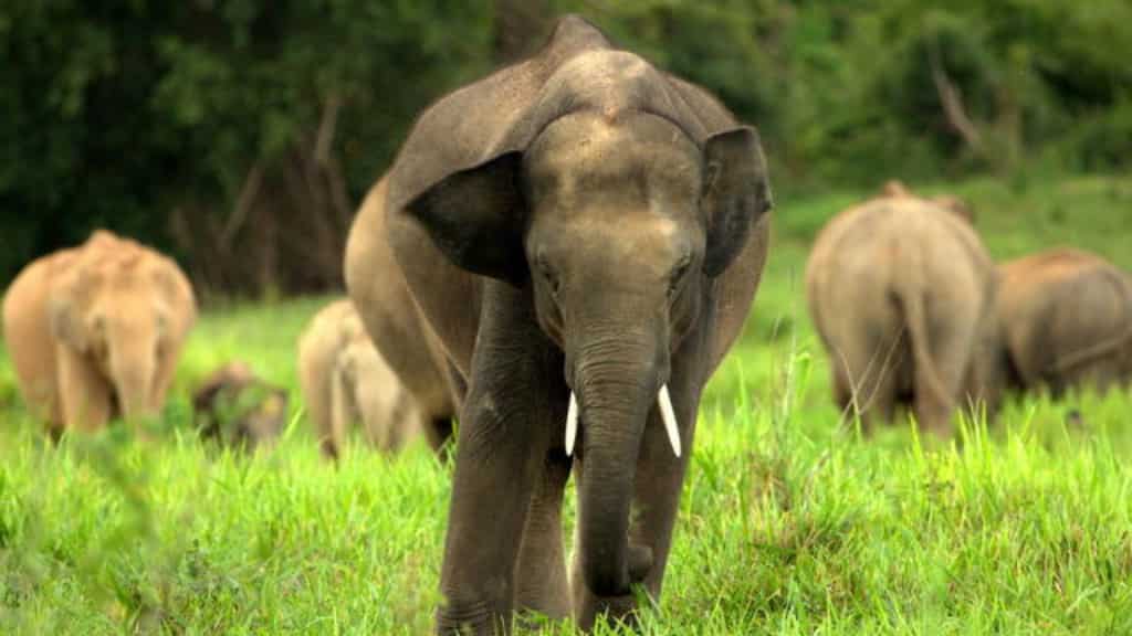 Bangladesh court bars adoption of Asian elephants from wild, activists hail move