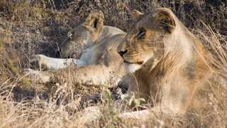 Indian forest officer who named lion ‘Akbar’ and lioness ‘Sita’ suspended after row