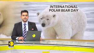 International day of Polar Bears | Majestic animals at risk of disappearing