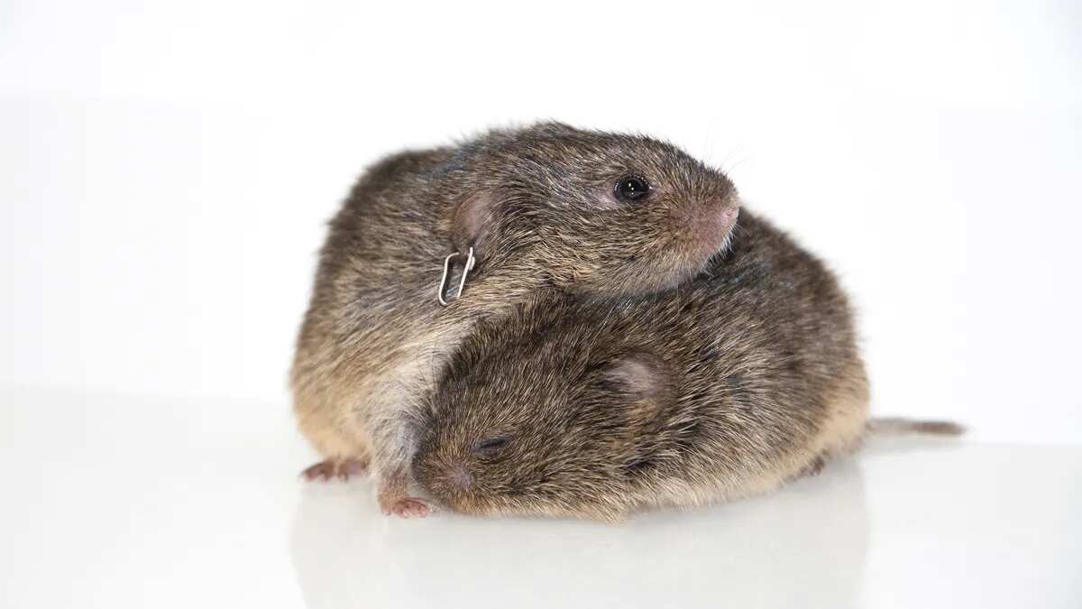 First brain-wide map in prairie vole research shows orgasms ‘rewire’ the brain First brain-wide map in prairie vole research shows orgasms ‘rewire’ the brain