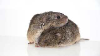 First brain-wide map in prairie vole research shows orgasms ‘rewire’ the brain