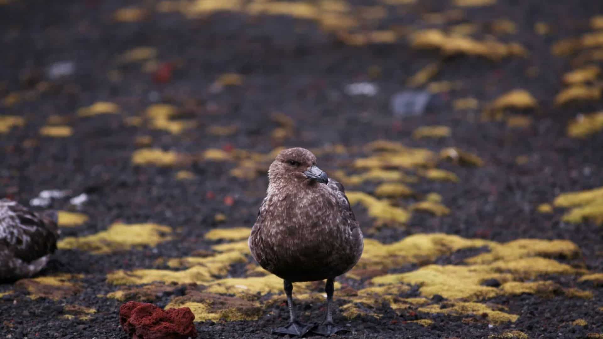 Deadly bird flu reaches mainland Antarctica for the first time, confirm scientists