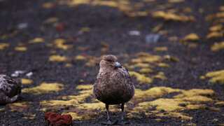 Deadly bird flu reaches mainland Antarctica for the first time, confirm scientists