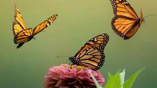 Butterflies have a survival strategy. They mimic each other's behaviour to outsmart predators
