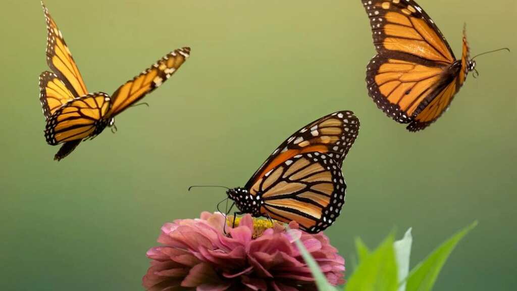 Butterflies have a survival strategy. They mimic each other's behaviour to outsmart predators
