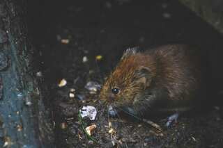 Rats on plane: Sri Lanka Airlines aircraft grounded for three days after rodent spotting on flight