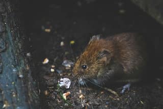 Rats on plane: Sri Lanka Airlines aircraft grounded for three days after rodent spotting on flight