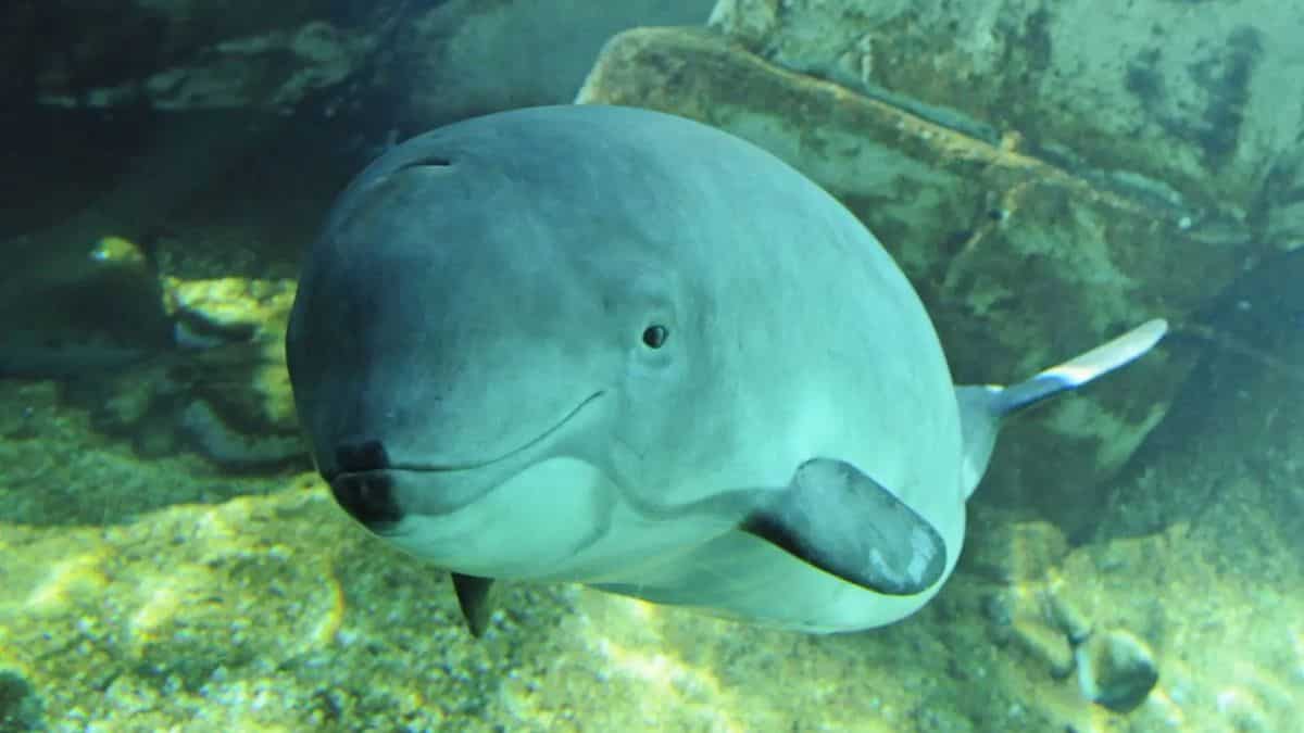 'Porpoise-ful' mistake: Porpoises, not methane, may be responsible for mysterious pits in North Sea