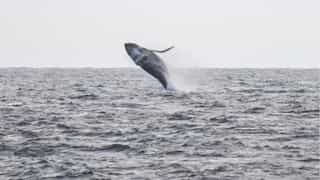 Pacific whale population decline possibly linked to heatwaves, suggests study