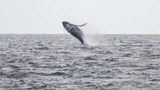 Pacific whale population decline possibly linked to heatwaves, suggests study