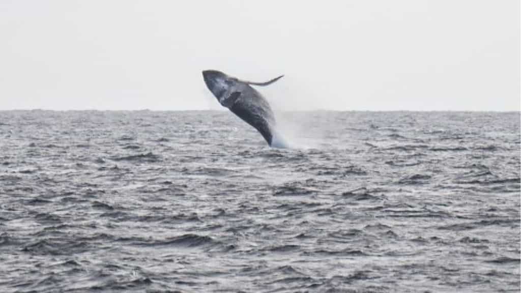 Pacific whale population decline possibly linked to heatwaves, suggests study
