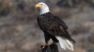Washington man to plead guilty in ‘killing spree’ of 3,600 eagles and birds
