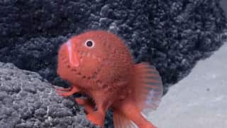 Over 100 new deep sea species, including 'walking' fish, found by Chilean expedition