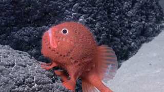 Over 100 new deep sea species, including 'walking' fish, found by Chilean expedition