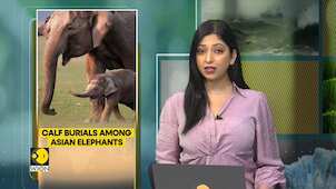 Asian Elephants ritually bury their dead calves: Study