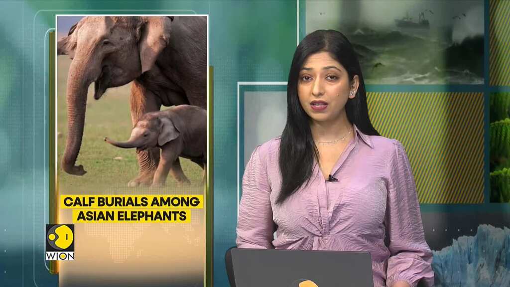 Asian Elephants ritually bury their dead calves: Study