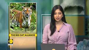 Indian government approves formation of alliance aimed at conserving big cats around