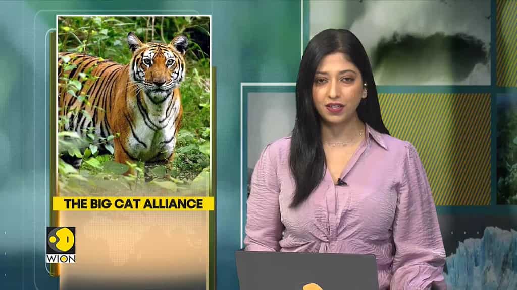 Indian government approves formation of alliance aimed at conserving big cats around