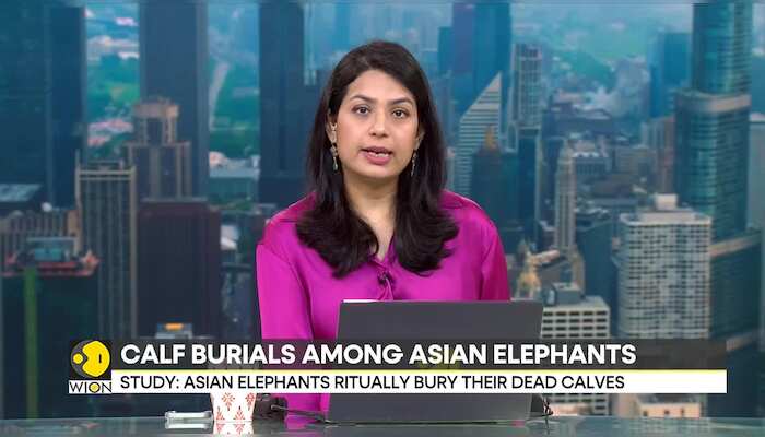 Asian Elephants ritually bury their dead calves says study