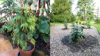 Scientists try to resurrect almost extinct, millions of years-old tree, by replanting in secret locations