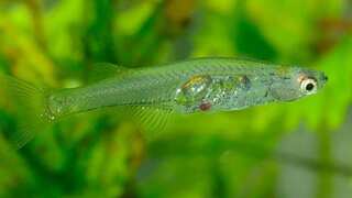 Tiny fish stuns researchers by generating sound as loud as a gunshot