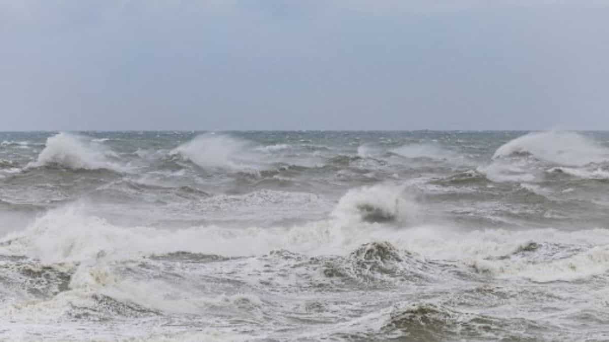 Activists urge UN states to move faster on high seas treaty Activists urge UN states to move faster on high seas treaty