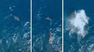 In a two-minute hunt, a lone orca kills a great white shark, raising concerns about ecological shift: Video