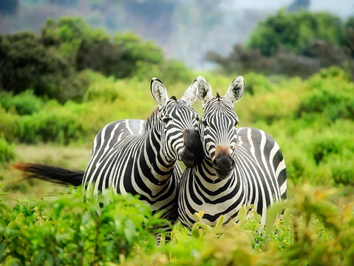 World Wildlife Day 2024: History, theme, significance and all you need to know World Wildlife Day 2024: History, theme, significance and all you need to know