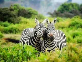 World Wildlife Day 2024: History, theme, significance and all you need to know