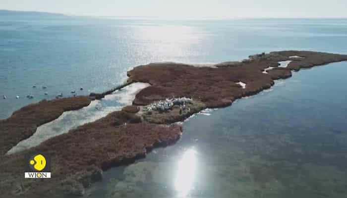 Endangered: World wildlife day 2024