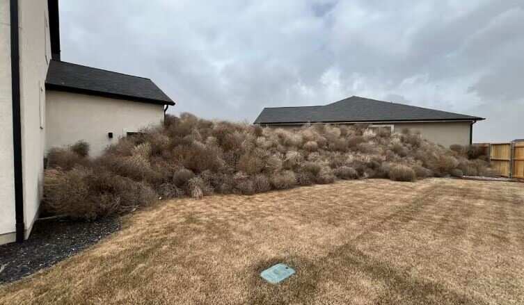 Watch: Massive bushes inundate Utah town after ‘tumbleweed storm’