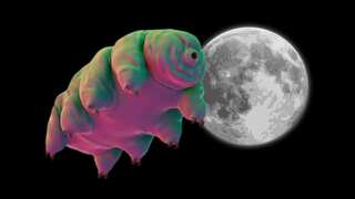 These Earth critters may be colonising the moon, all thanks to a 2019 crash. Here's all you need to know