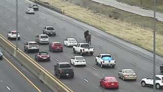 Watch: US horses flee captivity to clip-clop on Ohio highway