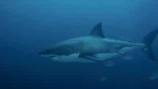 Australia: Surfer’s severed leg washes up on beach after shark attack; doctors race to reattach it